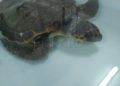 tortuga-rescatada-3