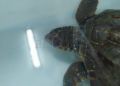 tortuga-rescatada-5