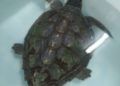 tortuga-rescatada-7