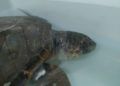 tortuga-rescatada-9
