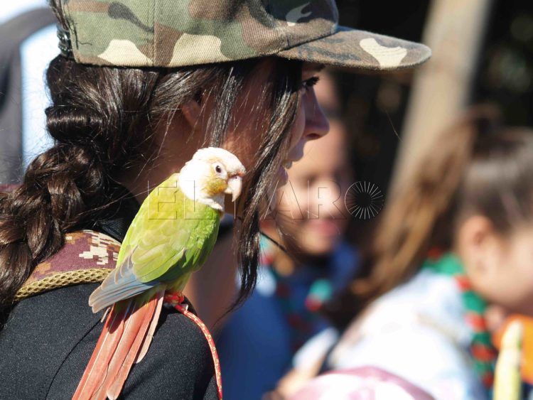 aves-arroyo-calamocarro