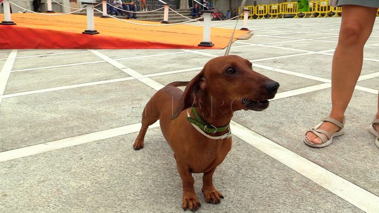 bendicion-animales-san-daniel-18