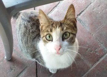 comunidad-gatuna-niña