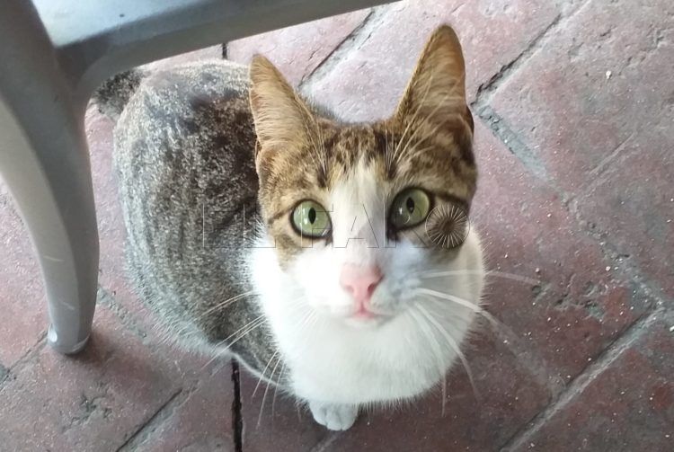 comunidad-gatuna-niña