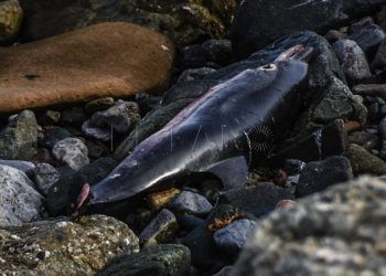 crisis-delfines-septem-nostra