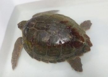 tortuga-boba-octubre-decimoseptimo-1