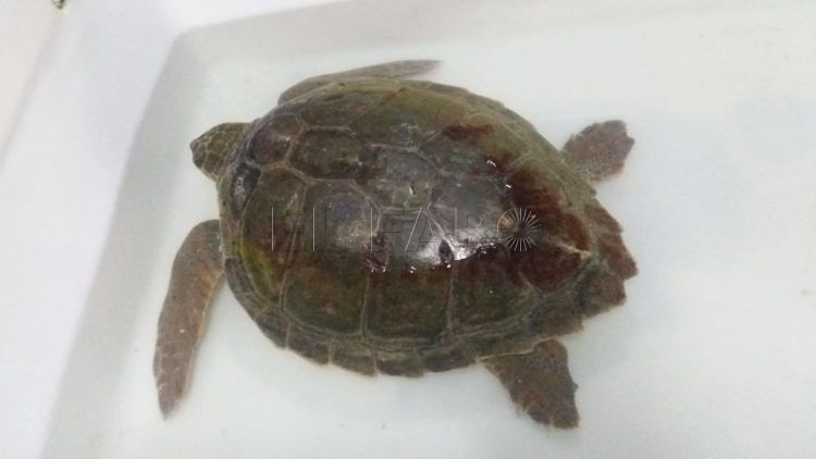 tortuga-boba-octubre-decimoseptimo-1