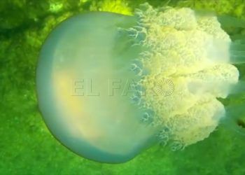 vuelve-medusa-gigante-cecam-4