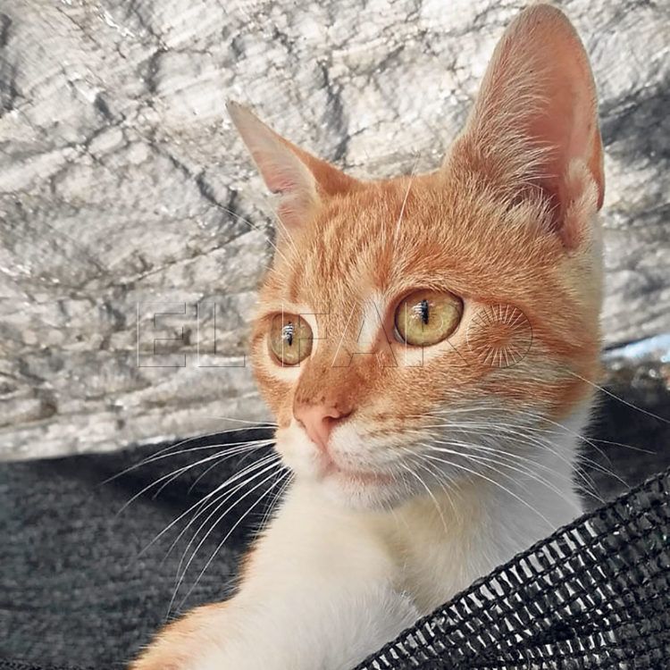 Piluca-gato
