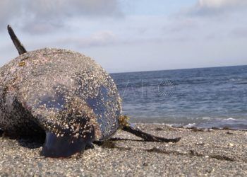 delfin-calamocarro-4