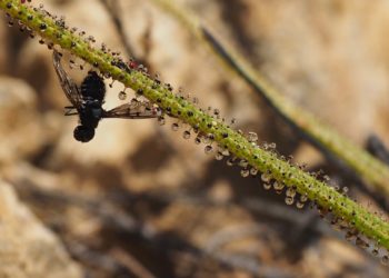planta-carnivora-estrecho-3