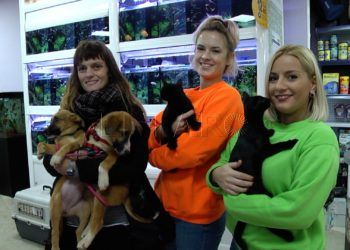 perros y gatos-3