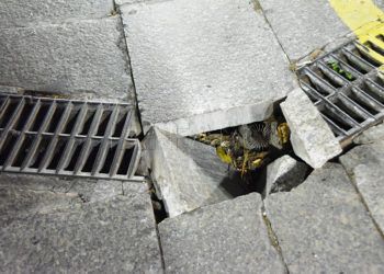 suelo-paseo-palmeras-4