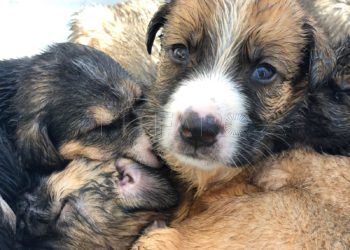 Cachorros de Asia_Juancho_pepa