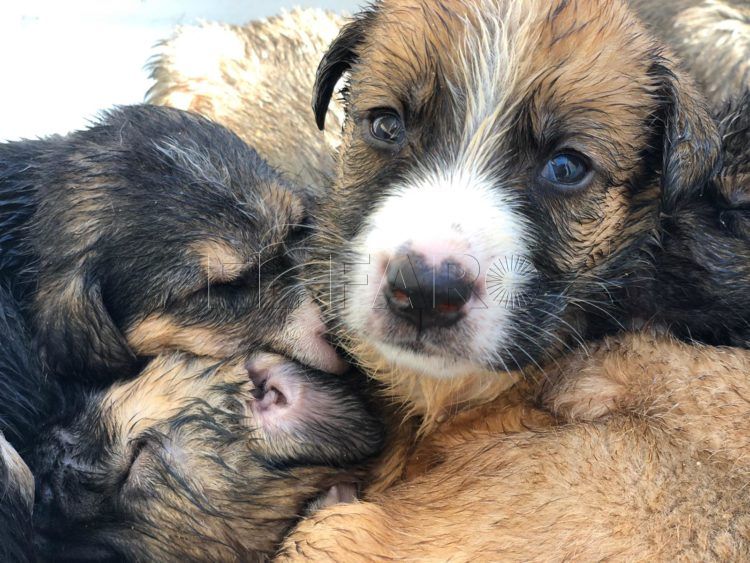 Cachorros de Asia_Juancho_pepa