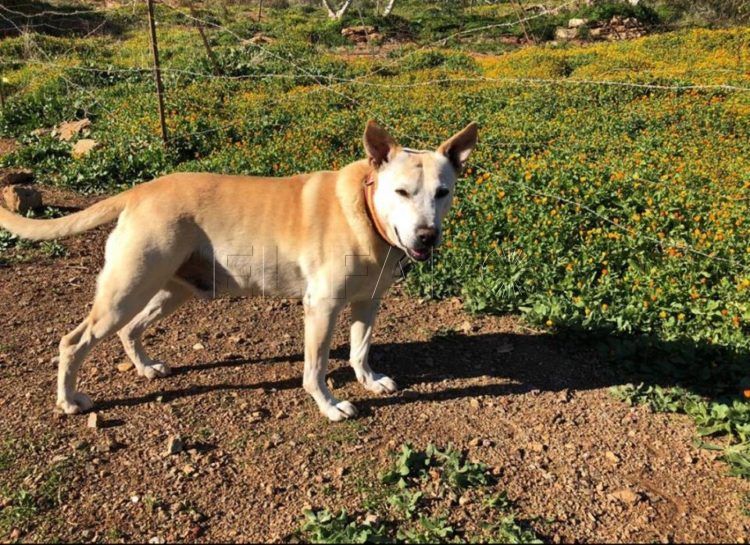 golfo-perro-desaparecido- (1)