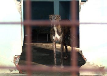 protectora-animales-reabre-7