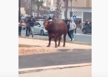 toro-rabat-escapado-marruecos