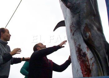 apadrina-esqueleto-ballena