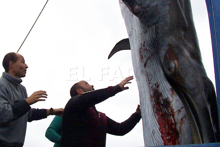 apadrina-esqueleto-ballena