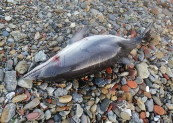 delfin-muerto-alfau-1