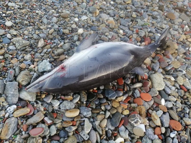 delfin-muerto-alfau-1