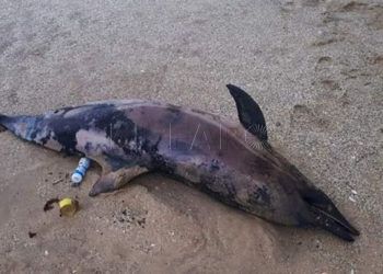 delfin-muerto-castillejos
