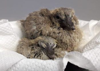 pollos-tortola-turca