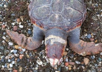 tortuga-playa-benitez-2