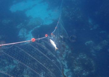 burbujas-redes-foso-4