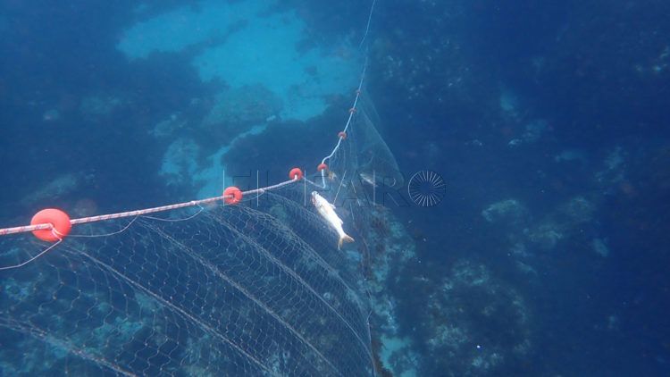 burbujas-redes-foso-4