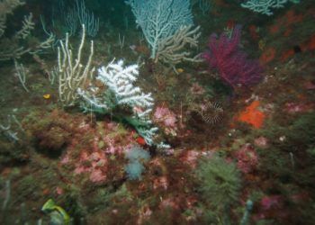 espacios-marinos-protegidos-2