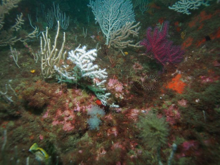 espacios-marinos-protegidos-2