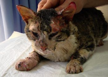 gato-fenix-quemaduras