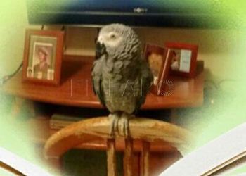 loro-perdido-sarchal