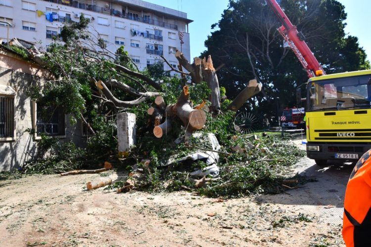 arbol-cae-jardines-argentina- (2)