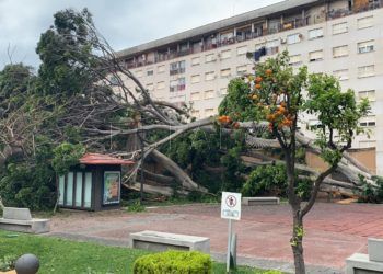 arbol-caido-jardines-argentina-7