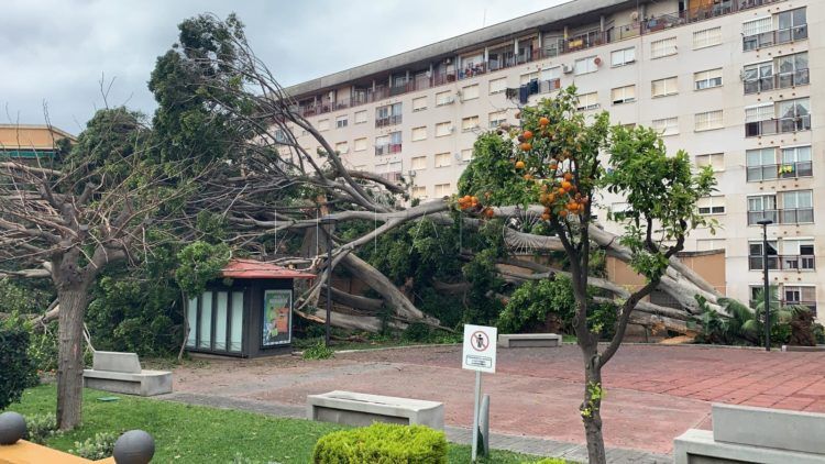 arbol-caido-jardines-argentina-7