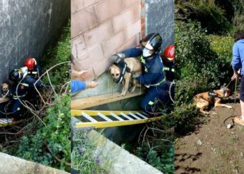 perro-theo-rescate-bomberos