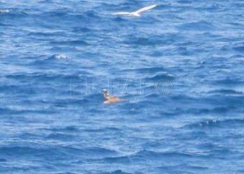 buitre-leonado-gaviotas