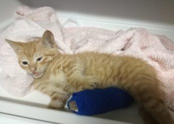 gata-herida-protectora-maltrato-animal- (1)