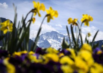 primavera-suiza