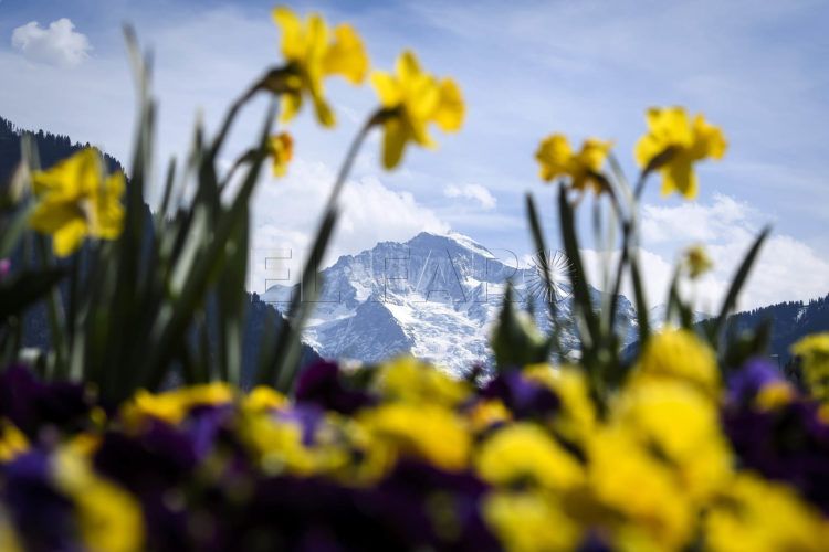 primavera-suiza