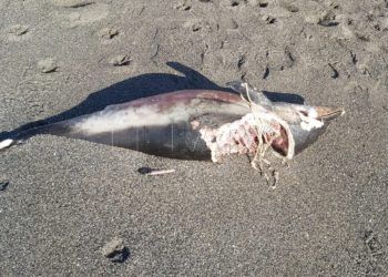 delfin-muerto-aleta-caudal-amputada