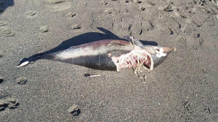 delfin-muerto-aleta-caudal-amputada