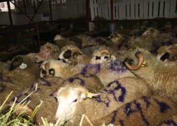 corderos-ceuta-pascua-sacrificio