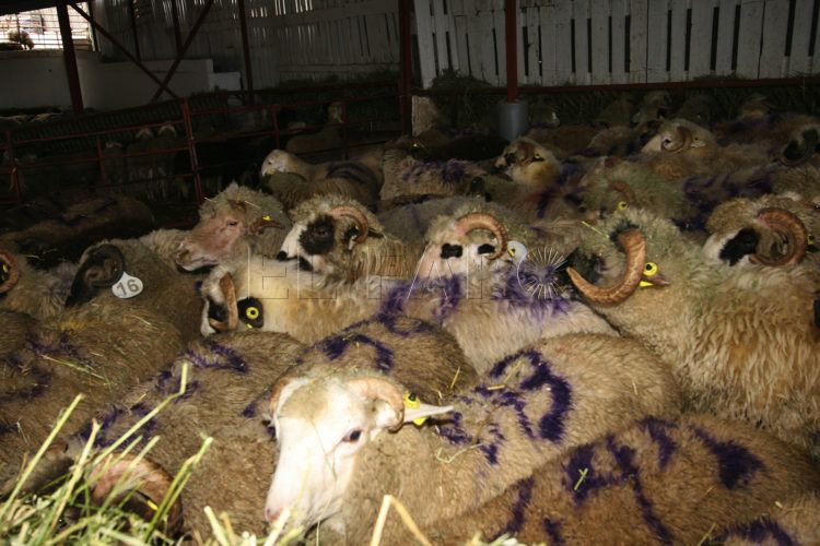 corderos-ceuta-pascua-sacrificio