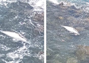 delfines-aleta-amputada