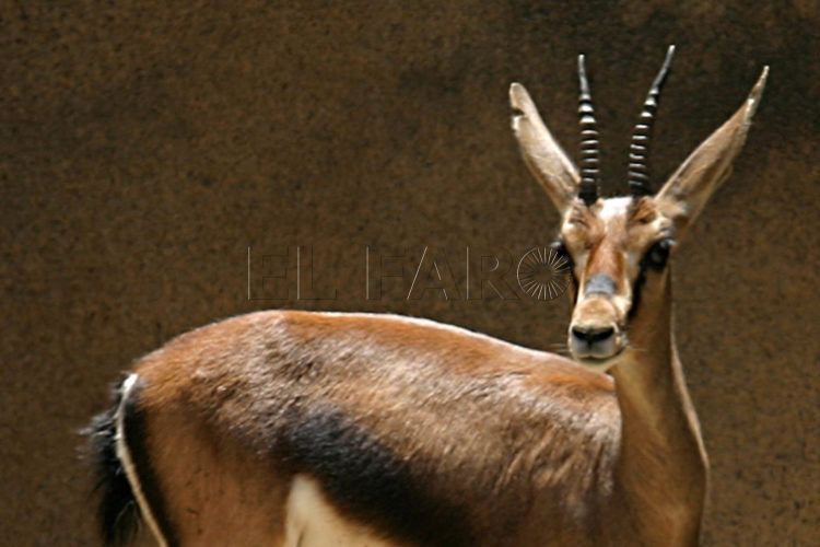 gacela-cuvier-marruecos