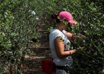 inmigrantes-marroquies-temporeras-huerto-cultivo